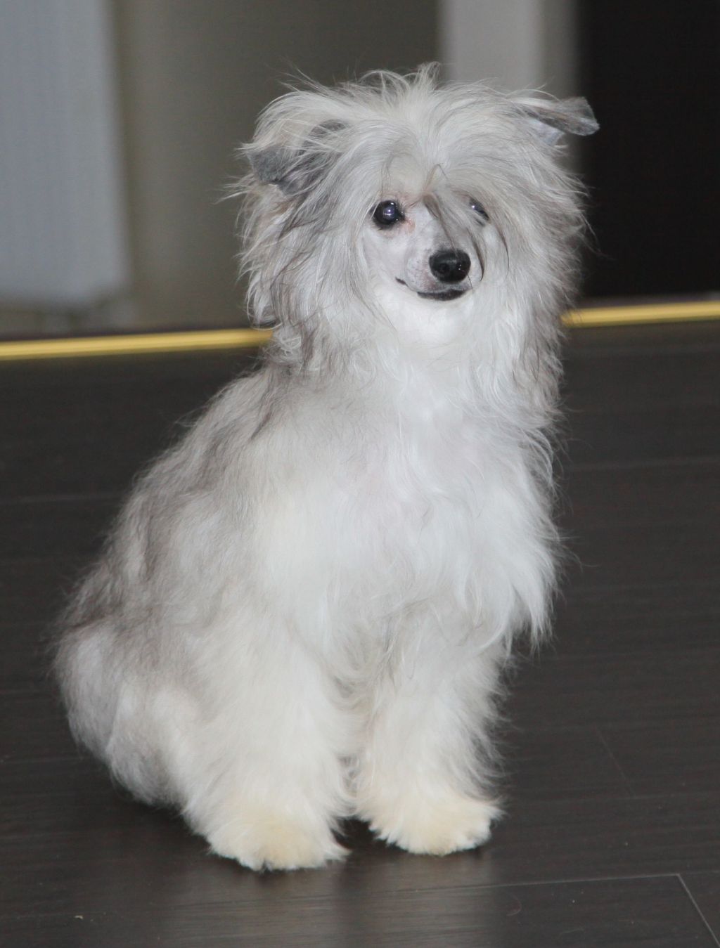 Premier Mari Radost Moya