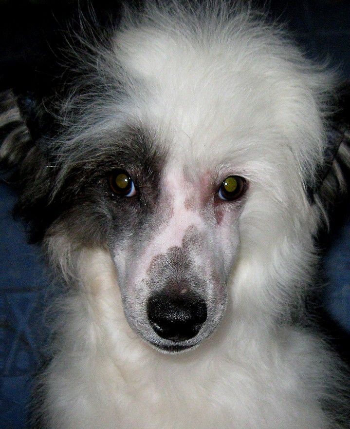 Angel O' Check Justinian.