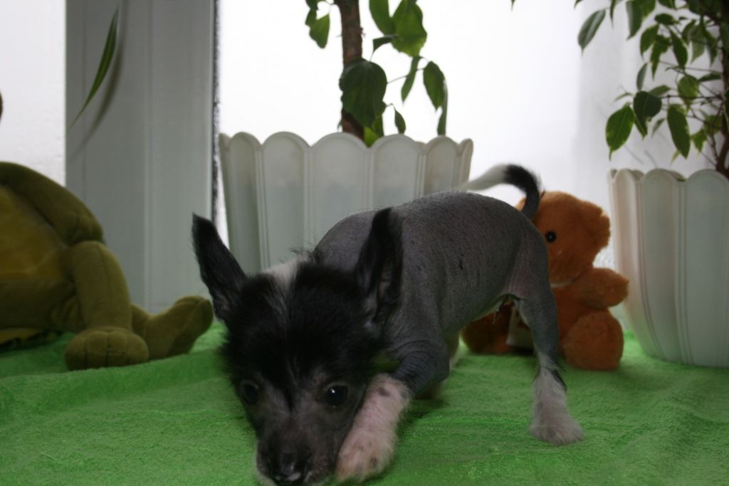 Tumen'Hills Ingid Dolche Vita