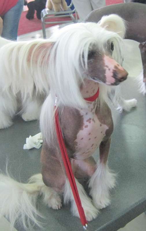 Tumen'Hills Isabella