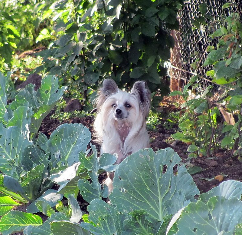 Irgen Gold Repeat Winnie