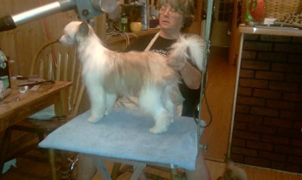 Hi-Life's Dressed with Bling