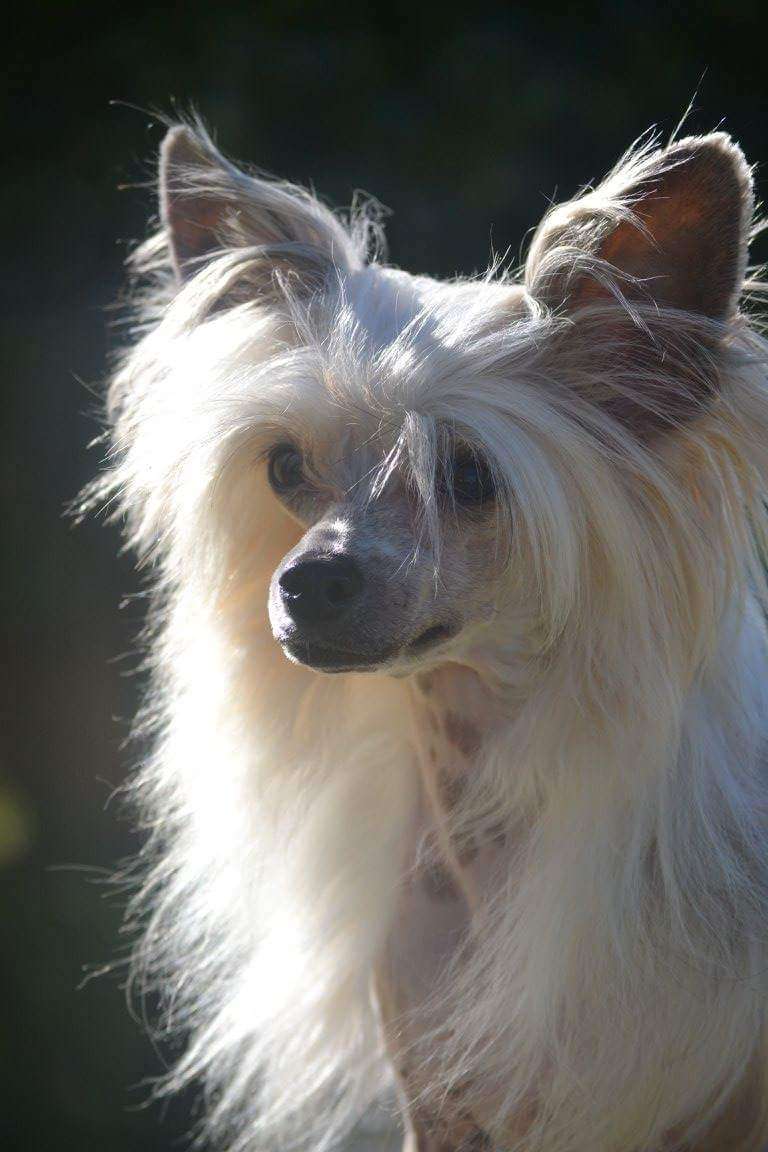 Hera de le Chien Bourjois