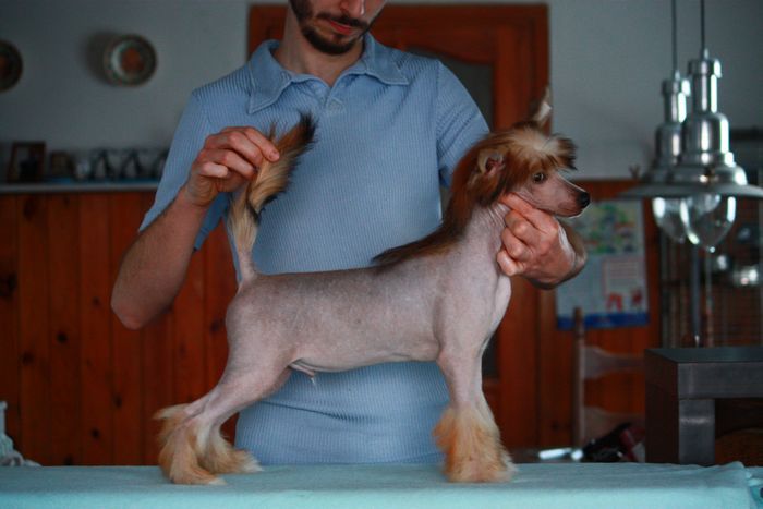 Pan Prezes Next Germanika