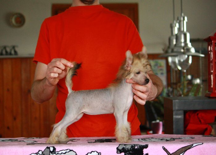 Pani Kierownik Next Germanika