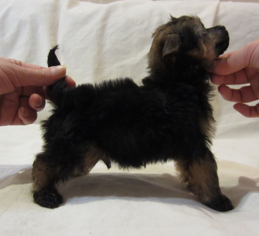 Sspoloch Show Rich And Famous