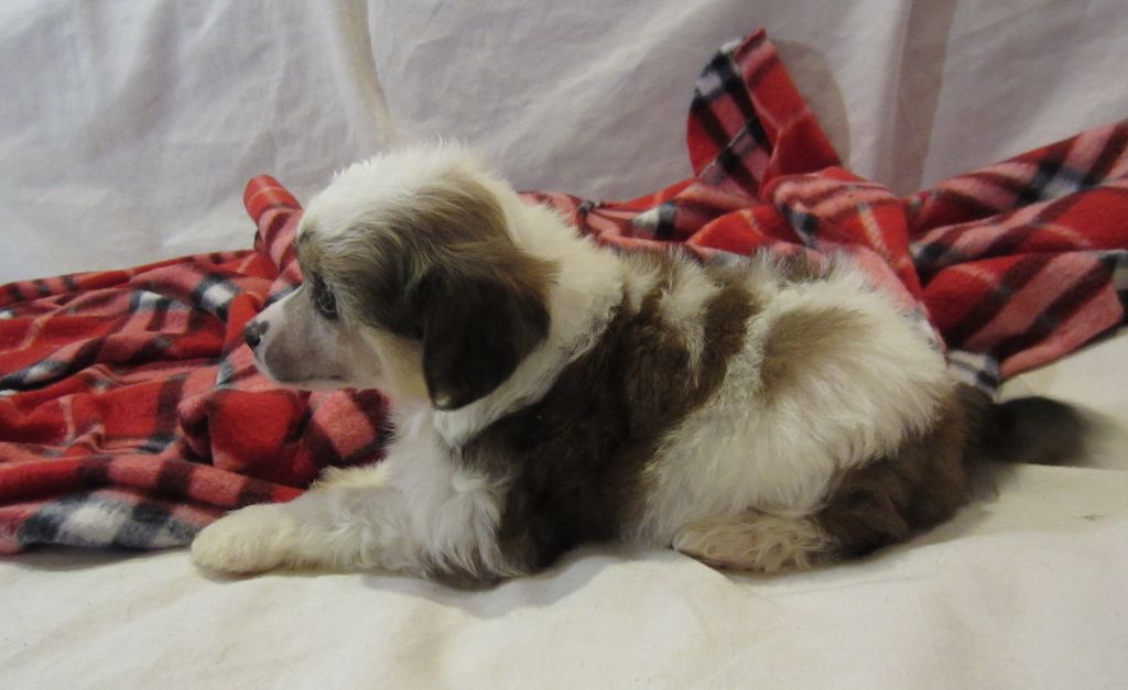 Sspoloch Show Rhapsodia Bohemia