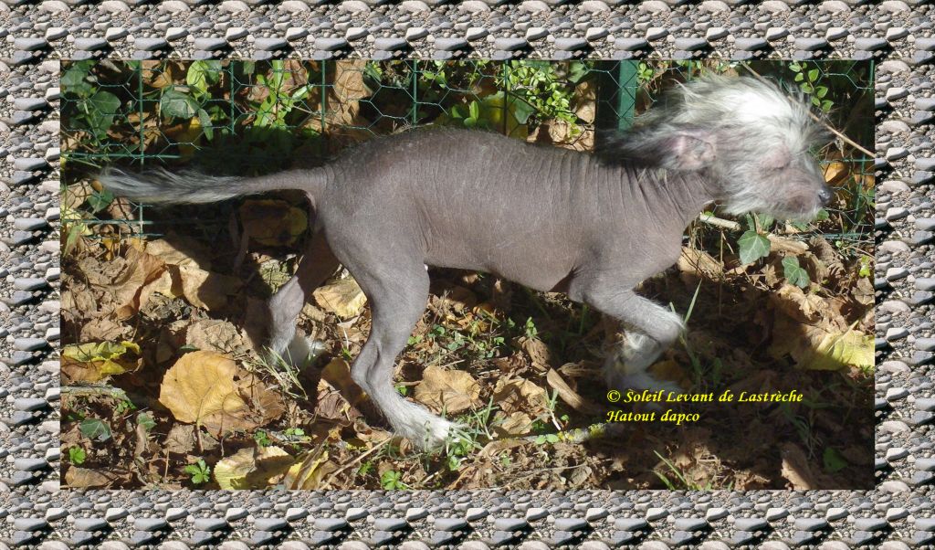 Hatout dapco du Soleil Levant de Lastrèche