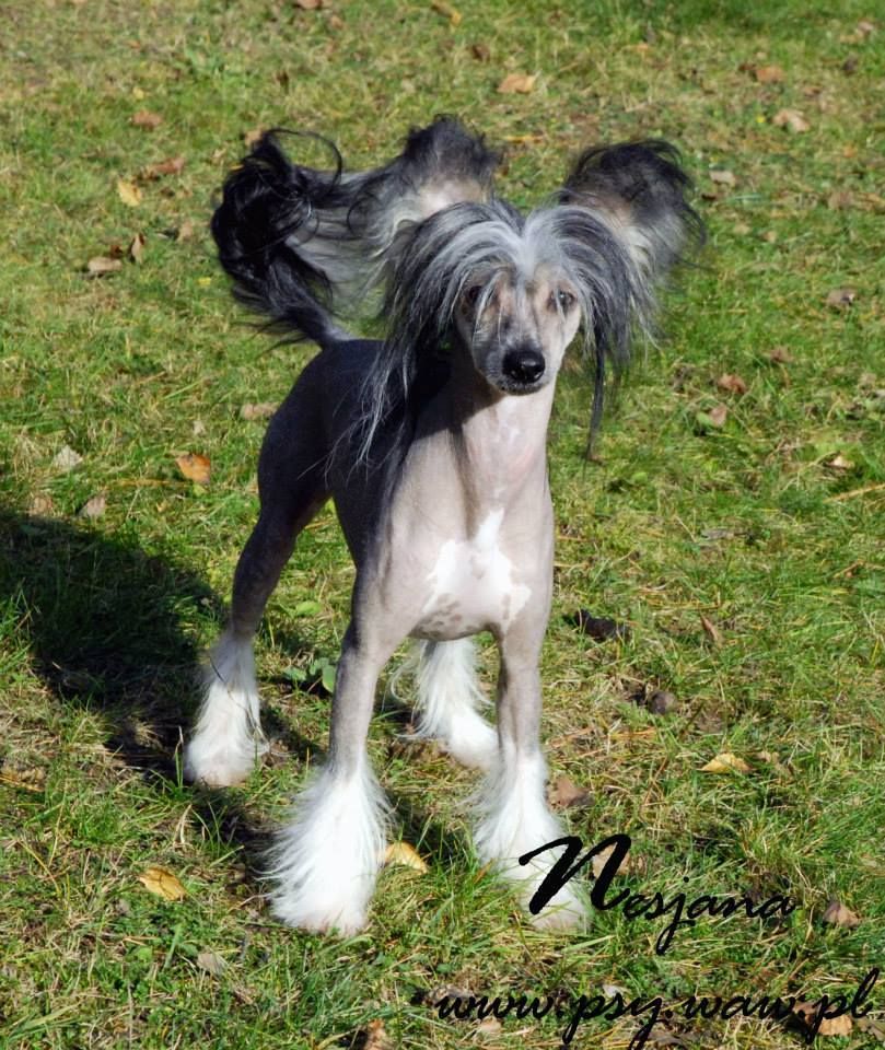 Black Pearl Szalone Grzywki