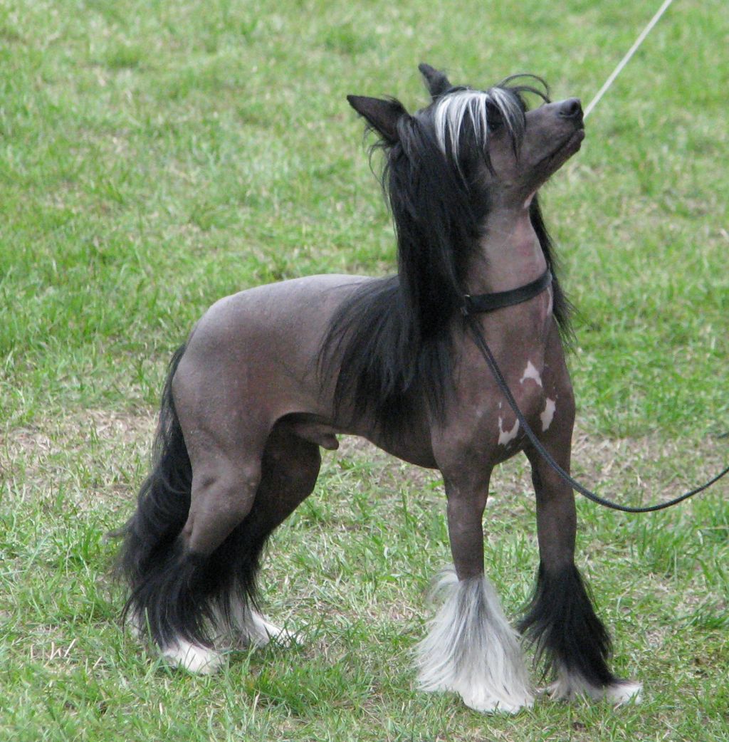 Black Jack Szalone Grzywki