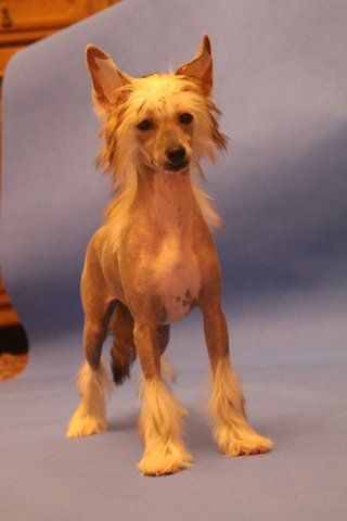 Johnny Bravo Sasima(fci)