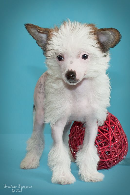 Istinnay Ledi Anjelika