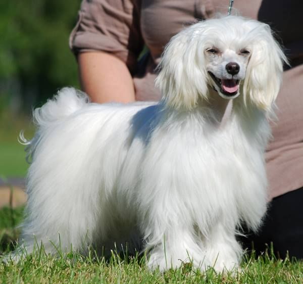 Blue Wing's Diamond N Delight