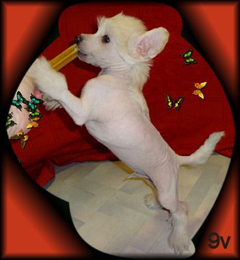 Blue Wing's Dude N Nude