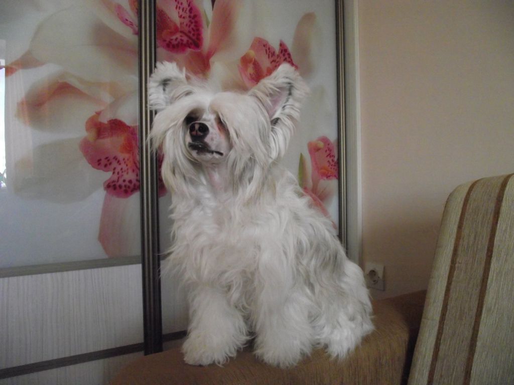 Orero Lovely Viola Fleur