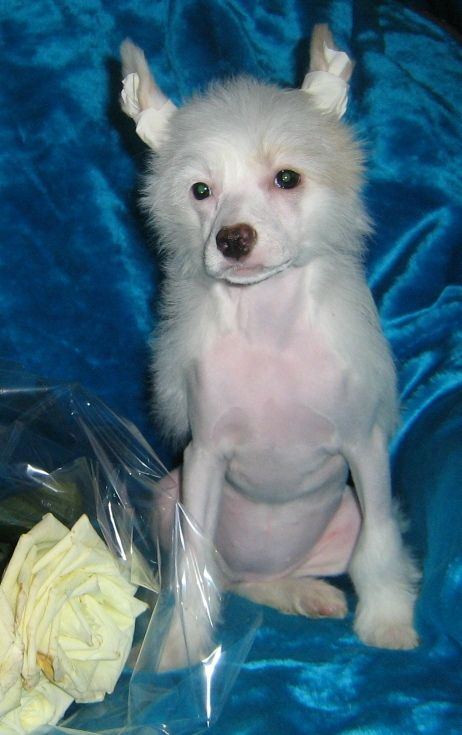 Orero Lovely Venetian Tale