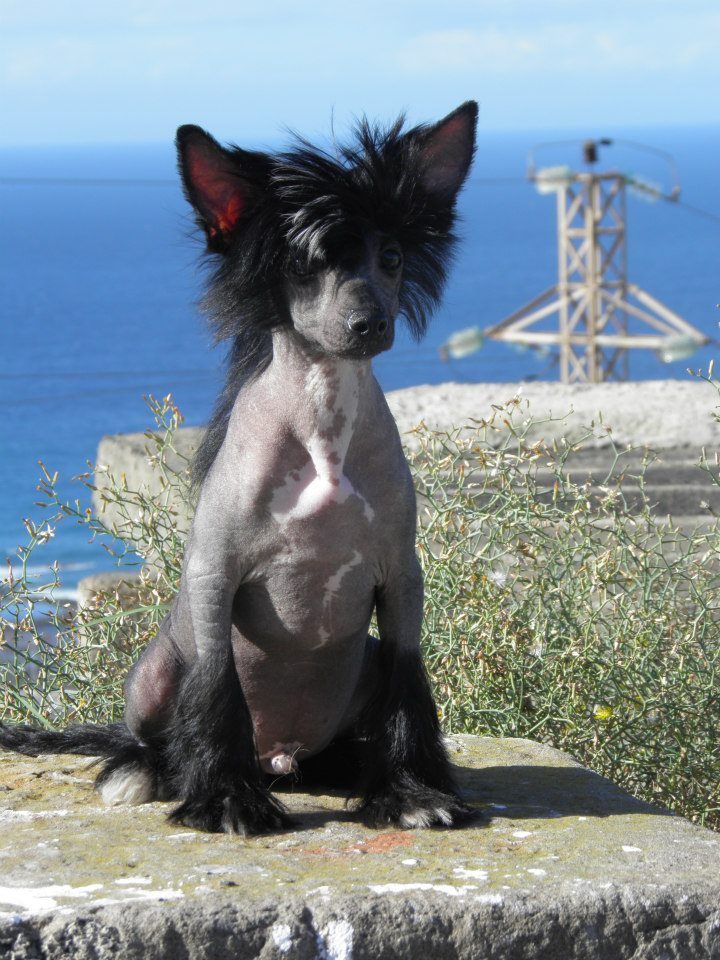 Daute del Templo de los Dioses