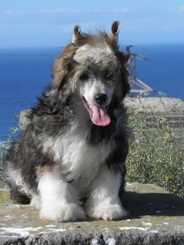 Duguen Del Templo de los Dioses