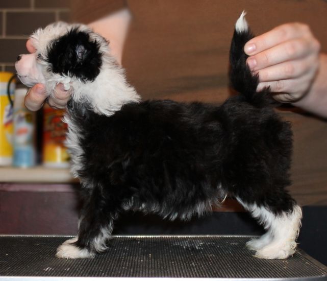 Behind Blue Eyes of Gardine