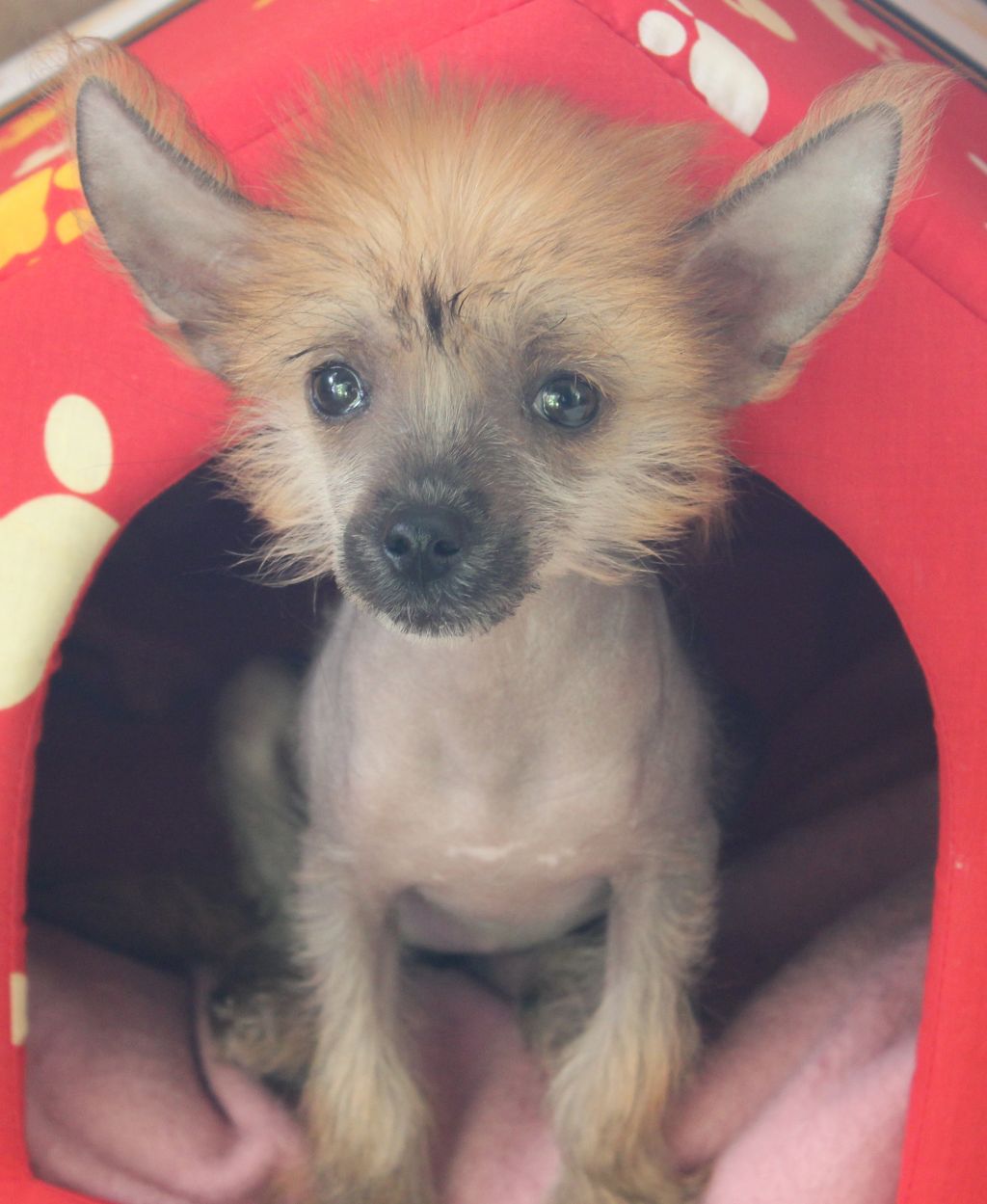 Karoline S Buhty Appolona