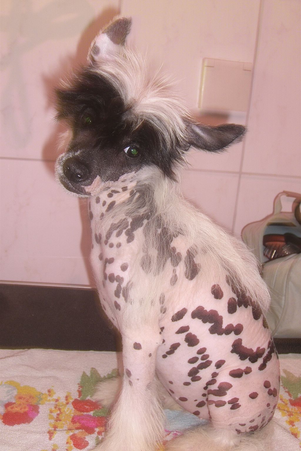 Gretta Gipsy Chinesische Engel