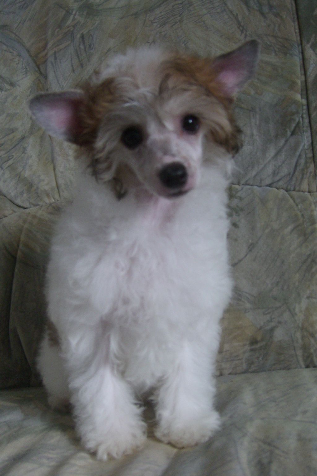 Floretta Mirenna Chinesische Engel