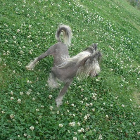 Charuyuschiy Soblazn Fleri