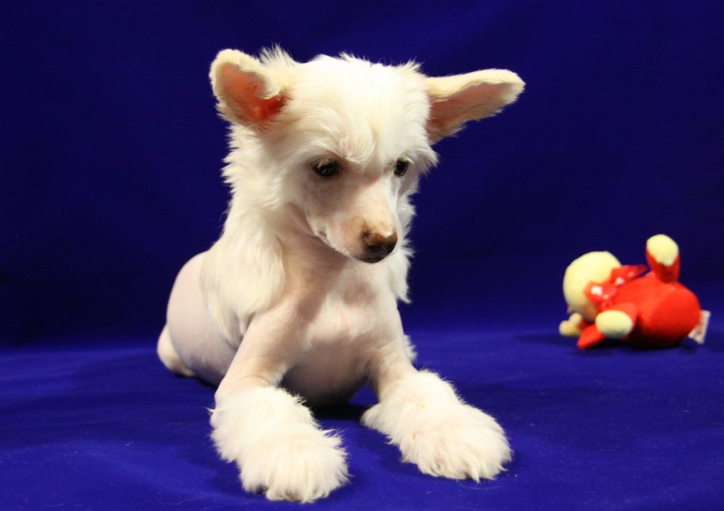 Credo Marini Tiana  Breaker Of  Hearts