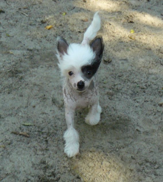 Label Top Model De Rama