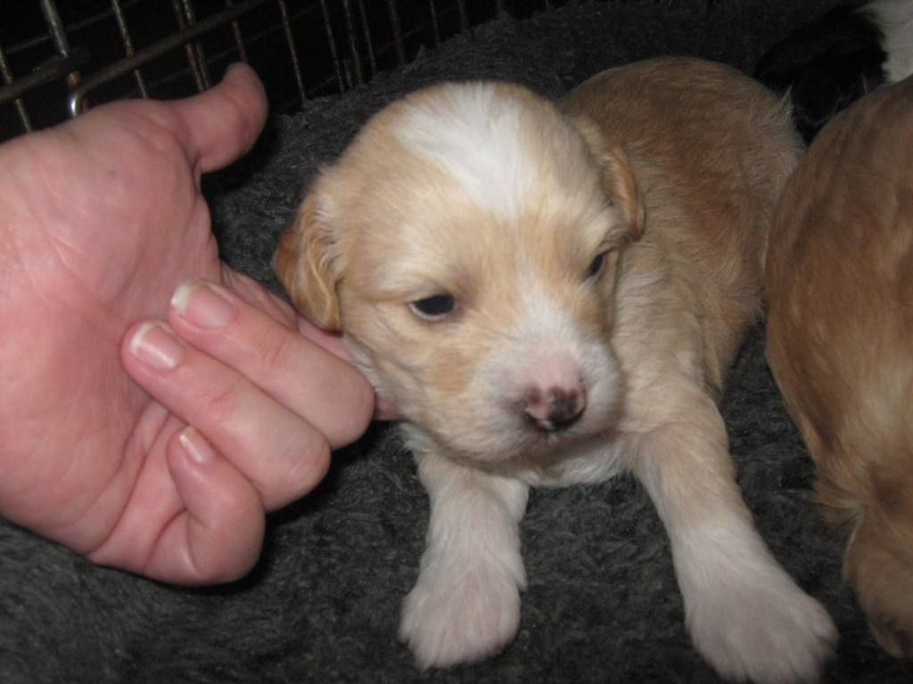 Sterling Full Metal Alchemist