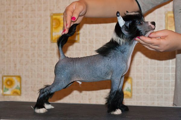 Status Imperial Back To Black