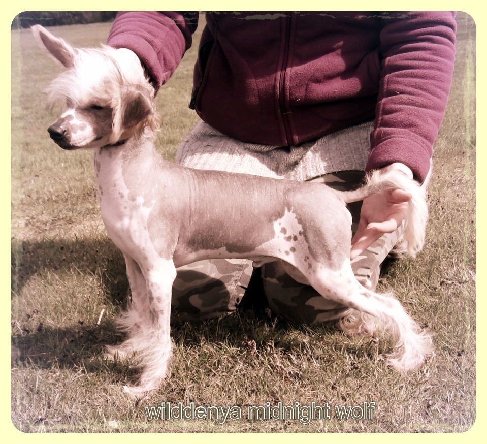 Wilddenya midnightwolf