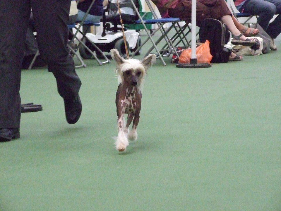 zerachiel tai ne poe ne JW SHcM