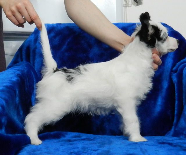 Enisey iz Sozvezdiya Khana