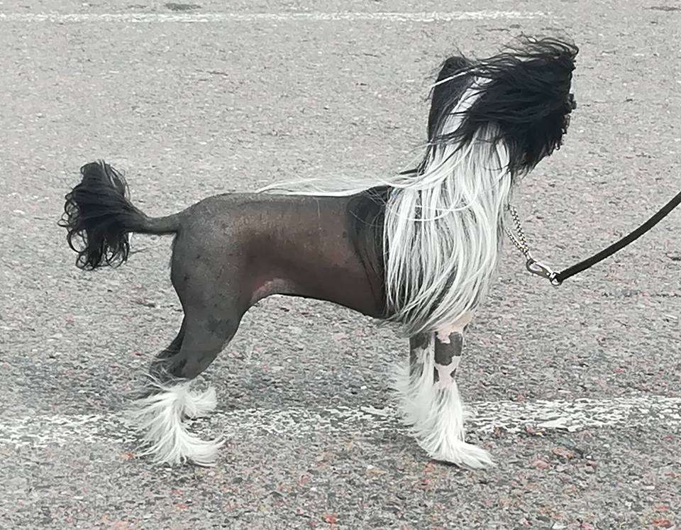 Stormblåstens Of Mist And Midnight