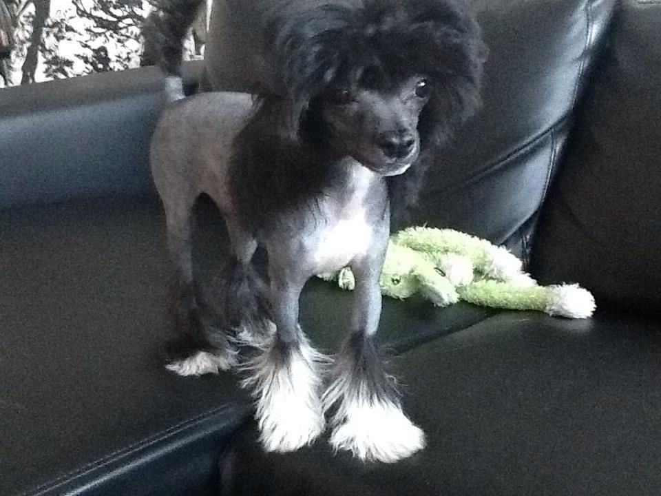 Stormblåstens Midnight Skies