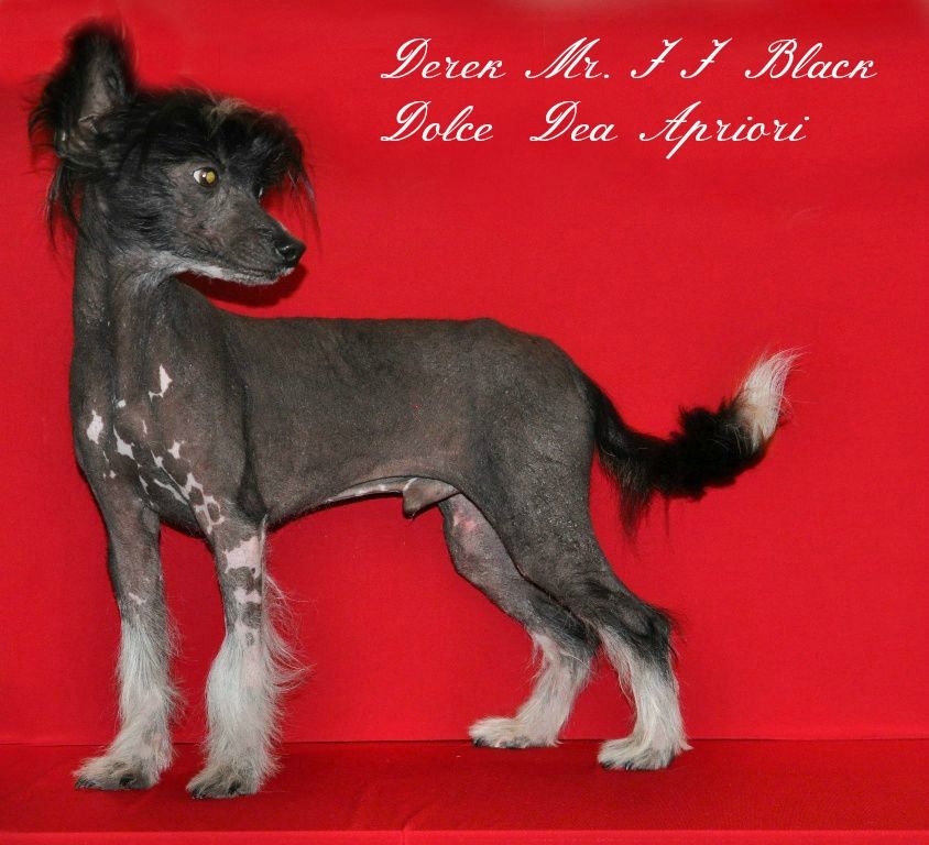 Derek Mr.JJ Black Dolce Dea Apriori