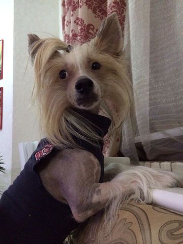 Darling Boy Dolce Dea Apriori