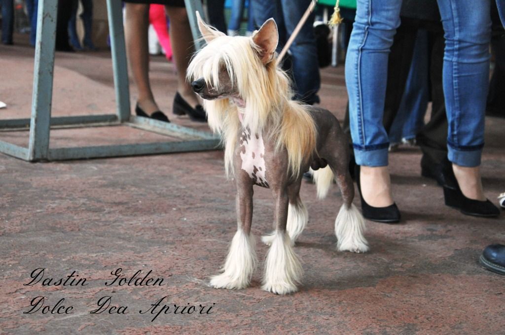 Dastin Golden Dolce Dea Apriori