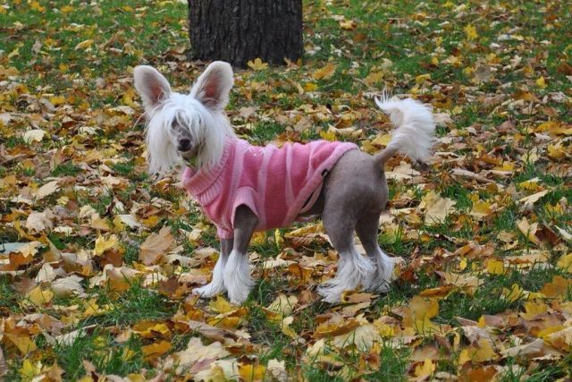 Ditta Rapsody Love Dolce Dea Apriori