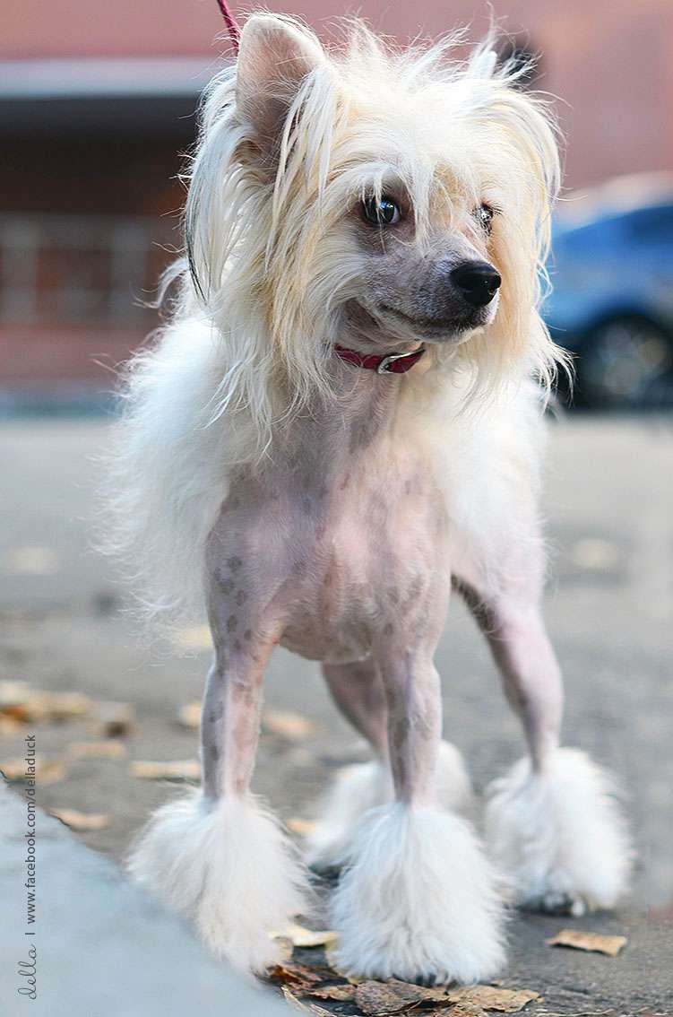 Dansi Miss Flora Dolce Dea Apriori