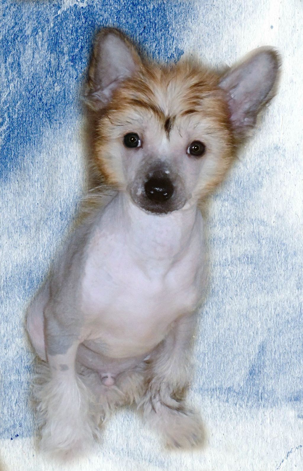 Monarque La Compagnie D'Les Amies