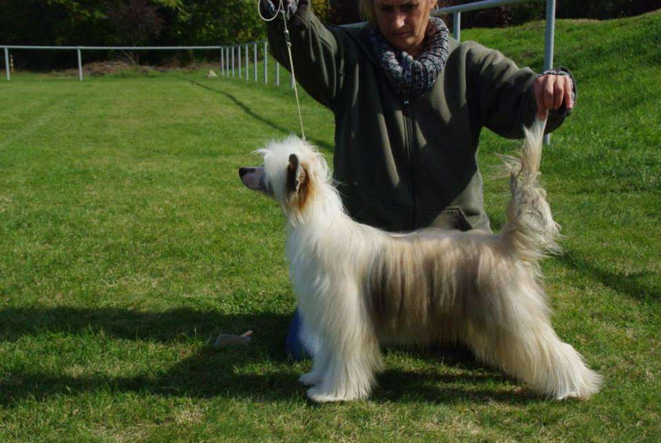 Ch. Marionette La Compagnie D'Les Amies