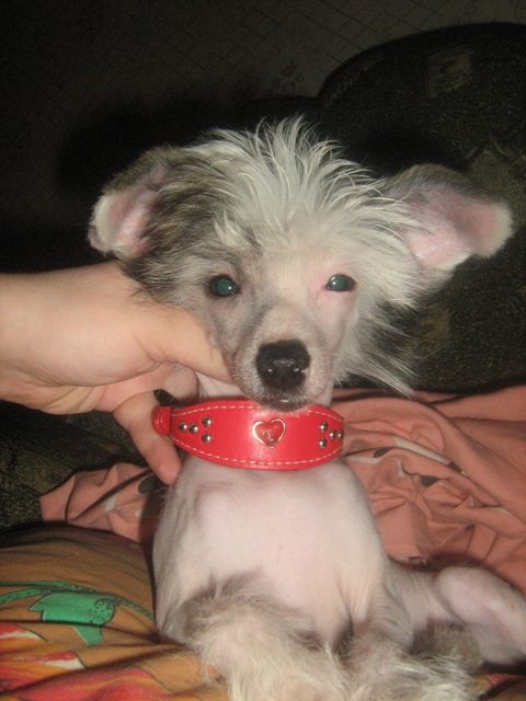 Radugnij Cvetok Riz Uizerspun