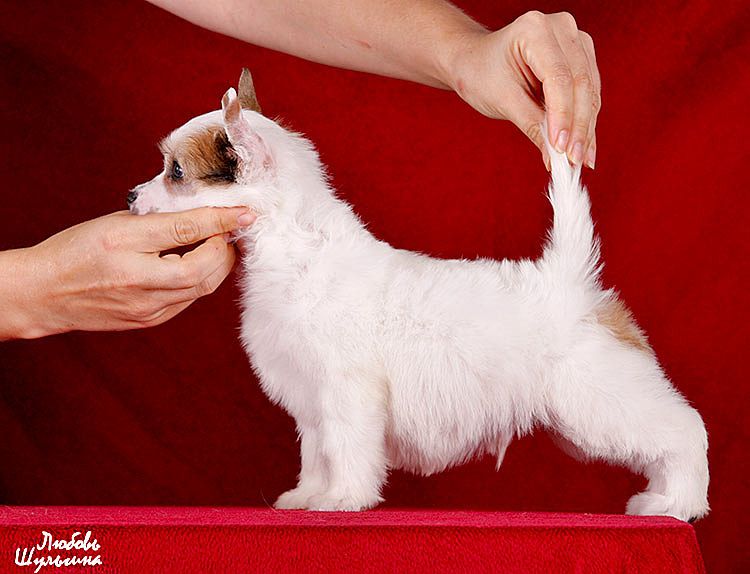 My Vanity Fair Artur (puff)