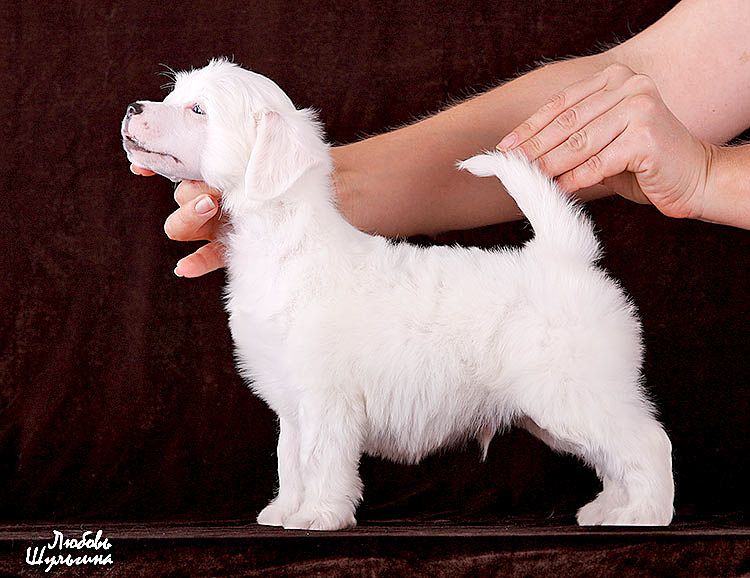 My Vanity Fair Alpin (puff)