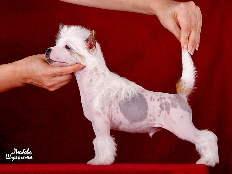 My Vanity Fair Al Fakhir