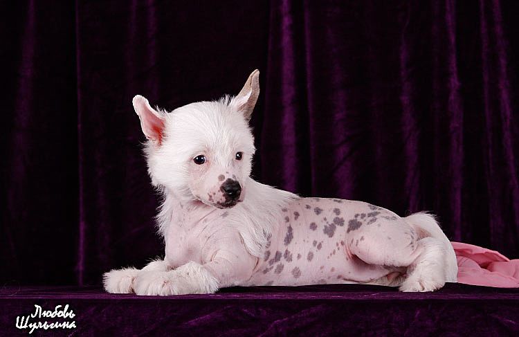 My Vanity Fair Adeline