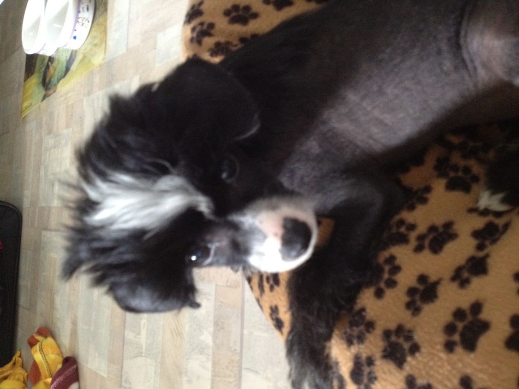 Lionheart kounting kards