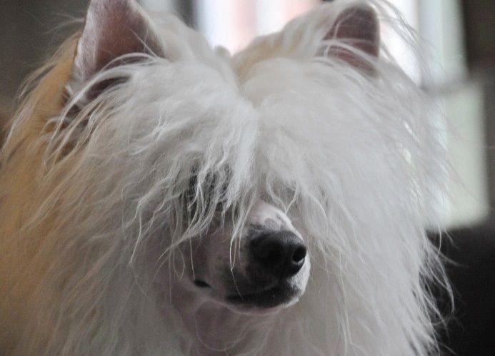 Haagen-Dazs Little Champs